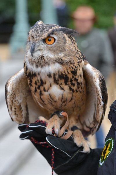 Photo Flash: The Urban Park Ranges' 16th Annual RAPTOR FEST in Prospect Park Set for Today  Image