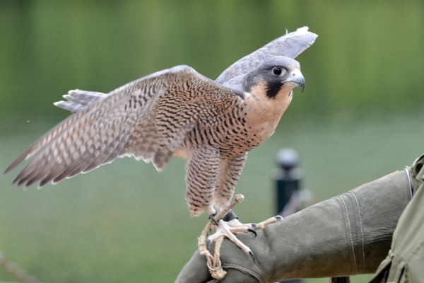 Photo Flash: The Urban Park Ranges' 16th Annual RAPTOR FEST in Prospect Park Set for Today  Image