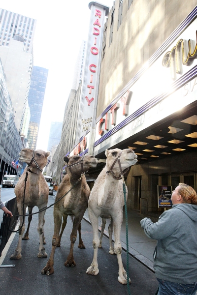 Photo Coverage: Rockettes Welcome Animals on First Day of Rehearsal Image