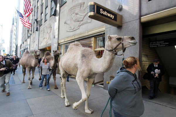 Photo Coverage: Rockettes Welcome Animals on  First Day of Rehearsal 