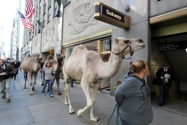 Photo Coverage: Rockettes Welcome Animals on First Day of Rehearsal Image