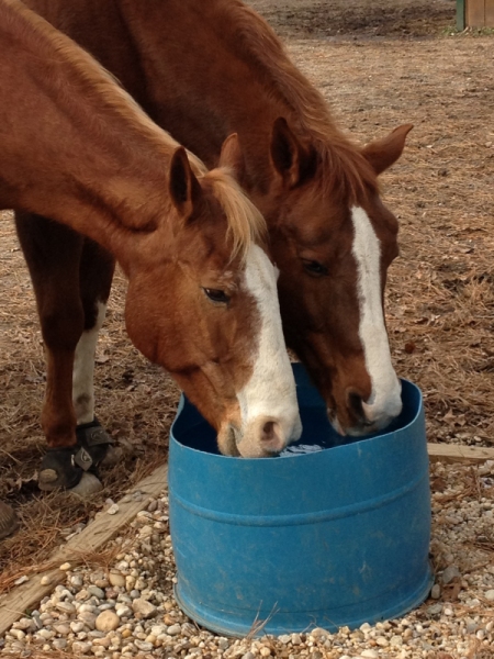 Photo Flash: Preview Pal-O-Mine Benefit Performance of RUNT OF THE LITTER on 11/9 