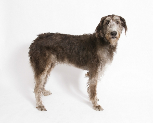 Photo Flash: Meet the Cast of Arkansas Rep's BECAUSE OF WINN DIXIE, Playing thru Jan 5 Image
