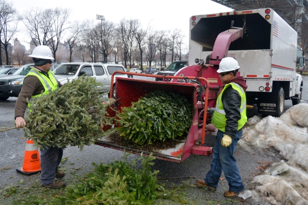 Photo Flash: Record-Breaking Number of Christmas Trees Recycled at MulchFest 2014 Image
