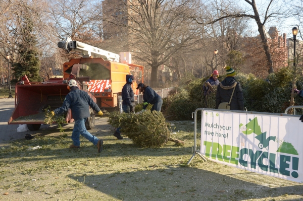 Photo Flash: Record-Breaking Number of Christmas Trees Recycled at MulchFest 2014 Image