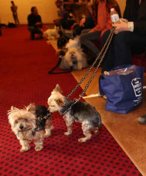 Photo Coverage: Audra McDonald Holds a Doggie Talent Search for LADY DAY AT EMERSON'S BAR & GRILL! Image