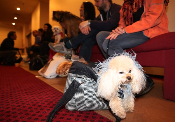 Photo Coverage: Audra McDonald Holds a Doggie Talent Search for LADY DAY AT EMERSON'S BAR & GRILL! Image
