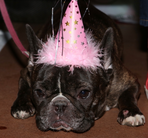 Photo Coverage: Audra McDonald Holds a Doggie Talent Search for LADY DAY AT EMERSON'S BAR & GRILL! Image
