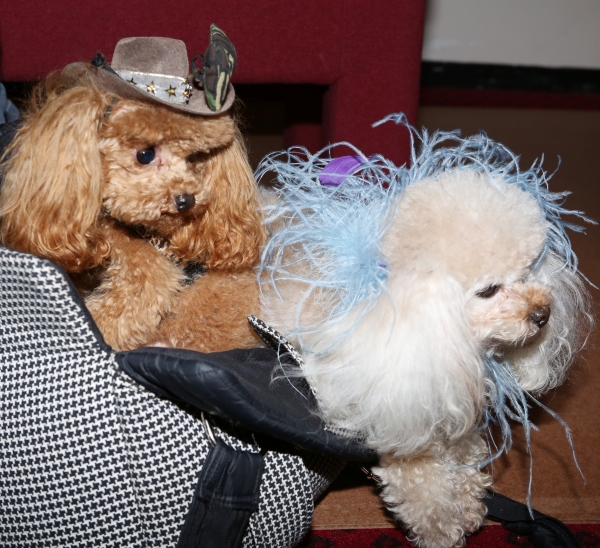 Photo Coverage: Audra McDonald Holds a Doggie Talent Search for LADY DAY AT EMERSON'S BAR & GRILL! Image