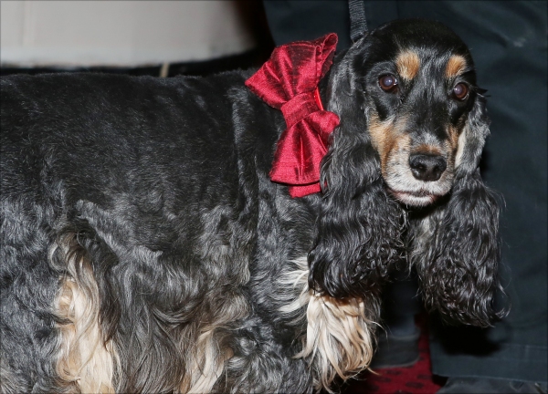 Photo Coverage: Audra McDonald Holds a Doggie Talent Search for LADY DAY AT EMERSON'S BAR & GRILL! Image