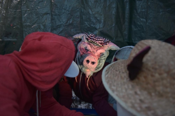 Photo Flash: Sneak Peek at Community Links' REVOLUTION FARM, Playing at Newham City Farm Image