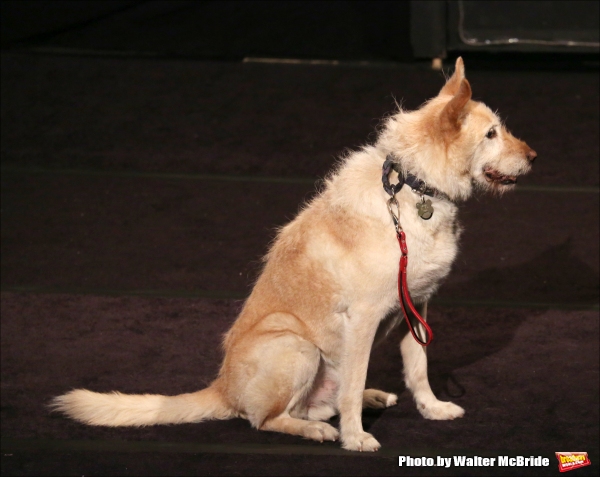 Photo Coverage: Christian Borle, Laura Osnes & More Sing for Puppy Love- Inside BEST IN SHOWS Benefit Concert! Image
