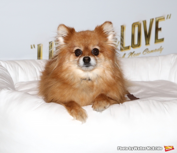 Photo Coverage: Meet the Company of Broadway's LIVING ON LOVE- Renée Fleming & More! Image