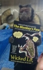 Photo Flash: Movie Star Monkey Supports Unbound's THE MONKEY'S PAW  Image