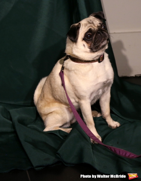 Photo Coverage: Calling All Dogs! SYLVIA Team Seeks a K-9 Counterpart for Annaleigh Ashford! Image