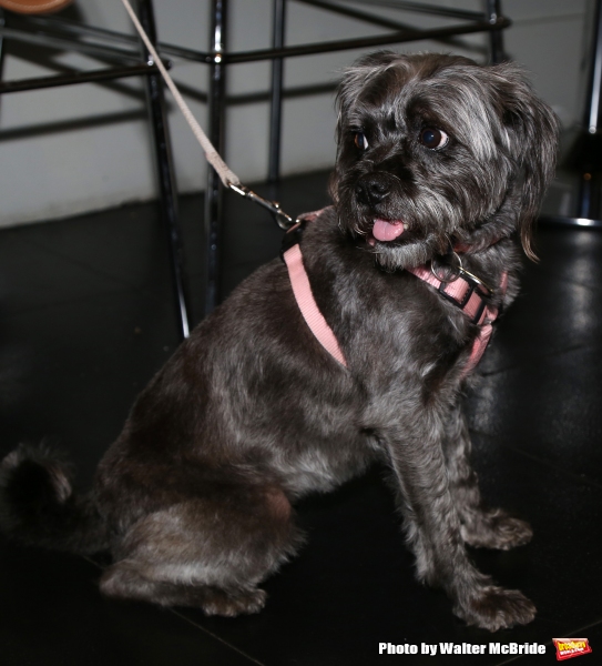 Photo Coverage: Calling All Dogs! SYLVIA Team Seeks a K-9 Counterpart for Annaleigh Ashford! Image