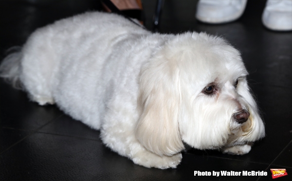 Photo Coverage: Calling All Dogs! SYLVIA Team Seeks a K-9 Counterpart for Annaleigh Ashford! Image
