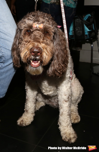 Photo Coverage: Calling All Dogs! SYLVIA Team Seeks a K-9 Counterpart for Annaleigh Ashford! Image