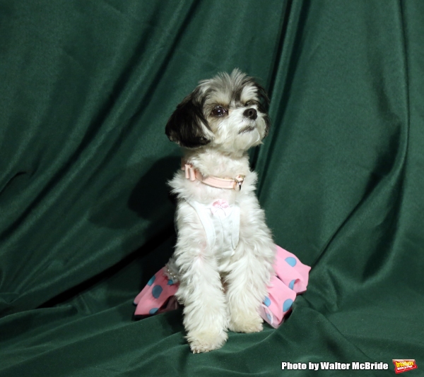 Photo Coverage: Calling All Dogs! SYLVIA Team Seeks a K-9 Counterpart for Annaleigh Ashford! Image