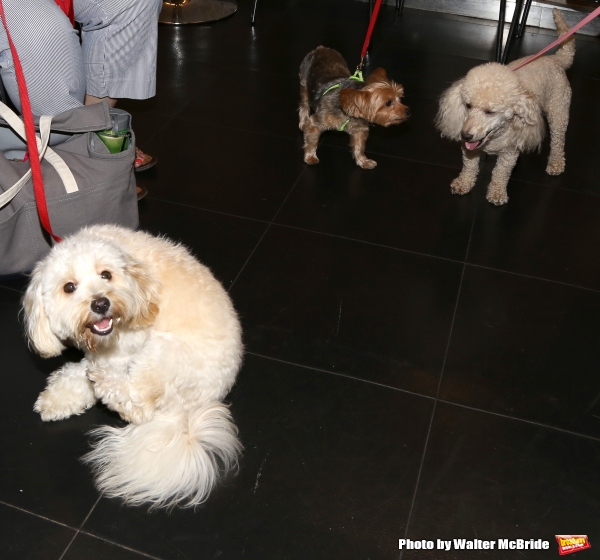 Photo Coverage: Calling All Dogs! SYLVIA Team Seeks a K-9 Counterpart for Annaleigh Ashford! Image