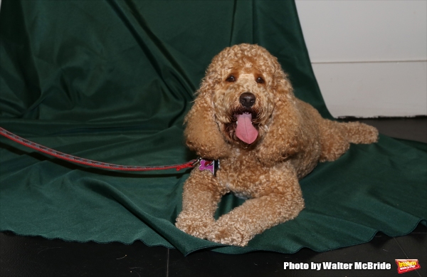 Photo Coverage: Calling All Dogs! SYLVIA Team Seeks a K-9 Counterpart for Annaleigh Ashford! Image