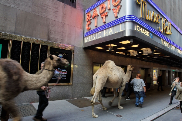 Photo Flash: Cardinal Timothy Dolan Blesses Herd of 'CHRISTMAS SPECTACULAR' Animals at Radio City Image