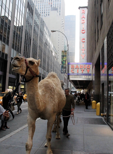 Photo Flash: Cardinal Timothy Dolan Blesses Herd of 'CHRISTMAS SPECTACULAR' Animals at Radio City Image