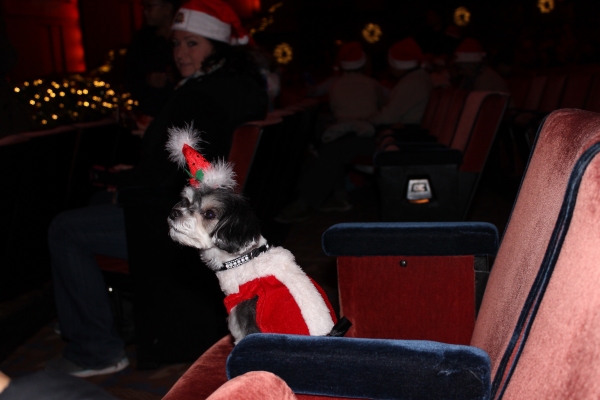 Photo Flash: Tinkerbelle the Dog Visits RADIO CITY CHRISTMAS SPECTACULAR & ROCKETTES  Image