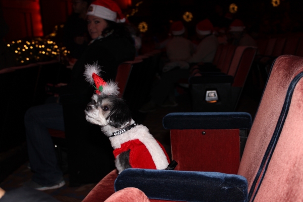 Photo Flash: Tinkerbelle the Dog Visits RADIO CITY CHRISTMAS SPECTACULAR & ROCKETTES Image