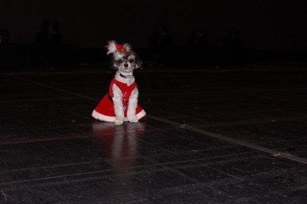 Photo Flash: Tinkerbelle the Dog Visits RADIO CITY CHRISTMAS SPECTACULAR & ROCKETTES 