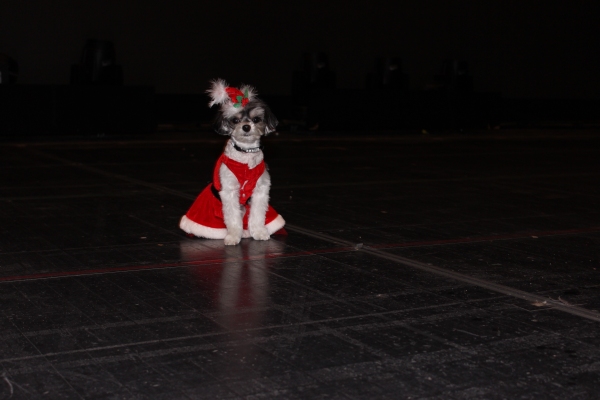 Photo Flash: Tinkerbelle the Dog Visits RADIO CITY CHRISTMAS SPECTACULAR & ROCKETTES Image