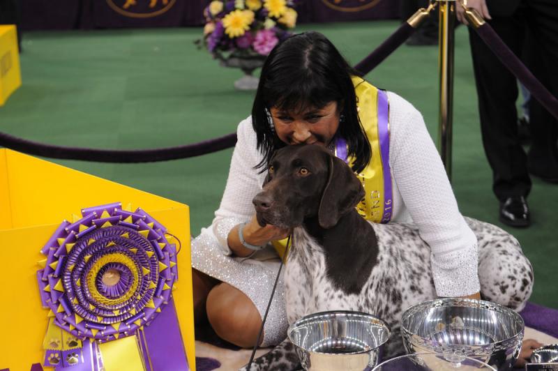 Photo: 'CJ' the German Shorthaired Pointer Wins 'Best in Show' at WESTMINSTER DOG SHOW 