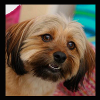 BWW Exclusive: TAILS OF BROADWAY- Sutton Foster Cuddles Up with Her Perfect Pooch, Mabel! Image