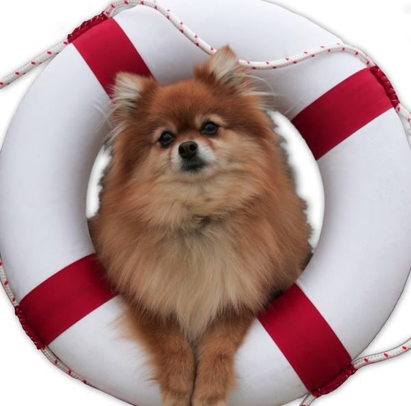 Photo Flash: Rashidra Scott and Company Get in Costume for Goodspeed's ANYTHING GOES Image