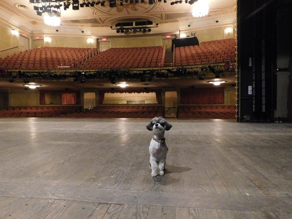 Photo Flash: Tinkerbelle the Dog Visits Broadway's SHUFFLE ALONG Image