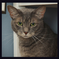 BWW Exclusive: TAILS OF BROADWAY- Meet Sierra Boggess' Broadway Kitties- Celie & Olivia! Image