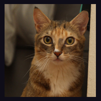 BWW Exclusive: TAILS OF BROADWAY- Meet Sierra Boggess' Broadway Kitties- Celie & Olivia! Image