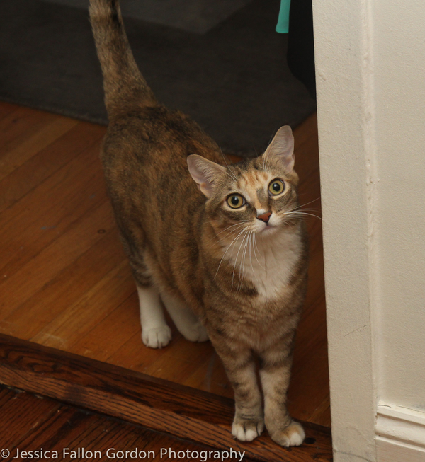 BWW Exclusive: TAILS OF BROADWAY- Meet Sierra Boggess' Broadway Kitties- Celie & Olivia! Image