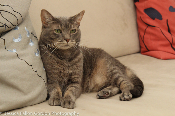 BWW Exclusive: TAILS OF BROADWAY- Meet Sierra Boggess' Broadway Kitties- Celie & Olivia! Image