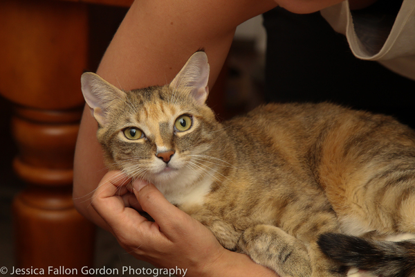 BWW Exclusive: TAILS OF BROADWAY- Meet Sierra Boggess' Broadway Kitties- Celie & Olivia! Image