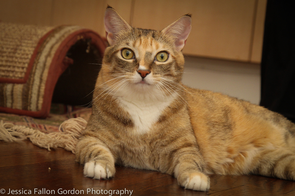 BWW Exclusive: TAILS OF BROADWAY- Meet Sierra Boggess' Broadway Kitties- Celie & Olivia! Image