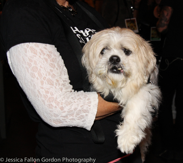 Photo Coverage: It's Puppy Love- Go Inside 18th Annual Broadway Barks! 