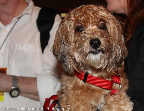 Photo Coverage: It's Puppy Love- Go Inside 18th Annual Broadway Barks! Image