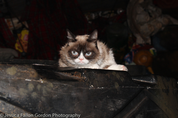 Photo Coverage: Grumpy Cat Pounces Onto Broadway! Image