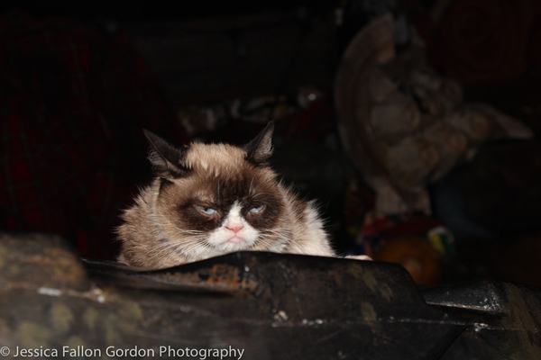 Photo Coverage: Grumpy Cat Pounces Onto Broadway! 