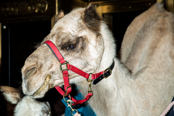 Photo Coverage: The Animals Flock to Radio City Music Hall to Take Their Places for the Living Nativity 