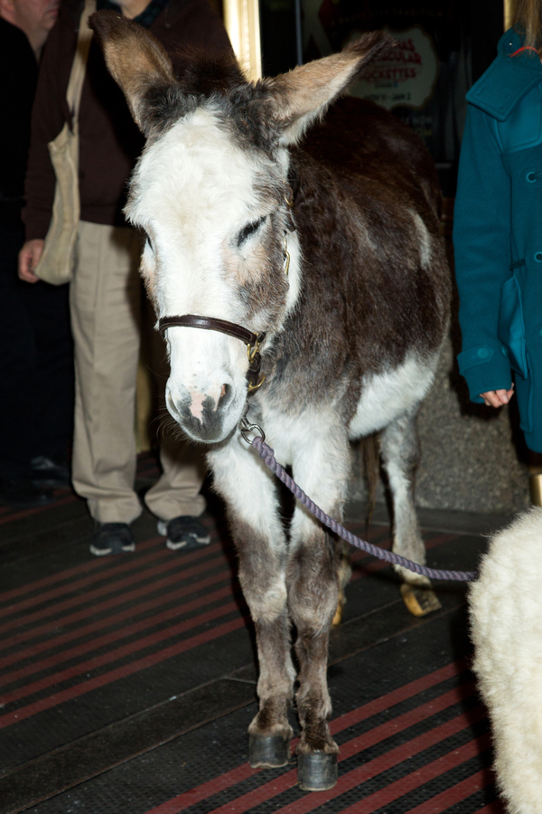 Photo Coverage: The Animals Flock to Radio City Music Hall to Take Their Places for the Living Nativity 