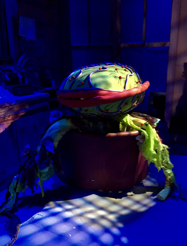 Photo Flash: Here Comes Audrey II! First Look at LITTLE SHOP OF HORRORS at Dante Hall Theater Image