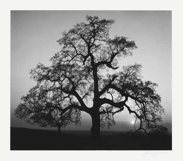Photo Flash: First Look at Nassau County Museum of Arts' New Photo Exhibit Image