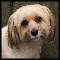 BWW Exclusive: TAILS OF BROADWAY- Meet Julia Murney's Playful Pup- Pepper! Image
